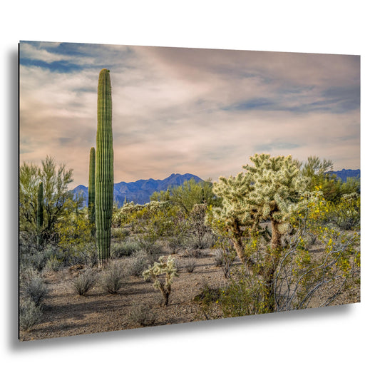 Saguaro and Cholla Desert Landscape, Tucson Arizona Photography Print, Southwest Wall Art, Sonoran Desert Decor