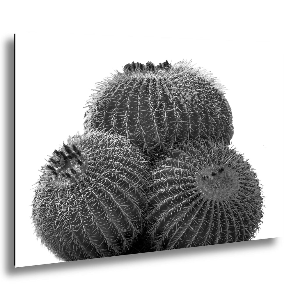 Black and white image of a barrel cactus on a white background