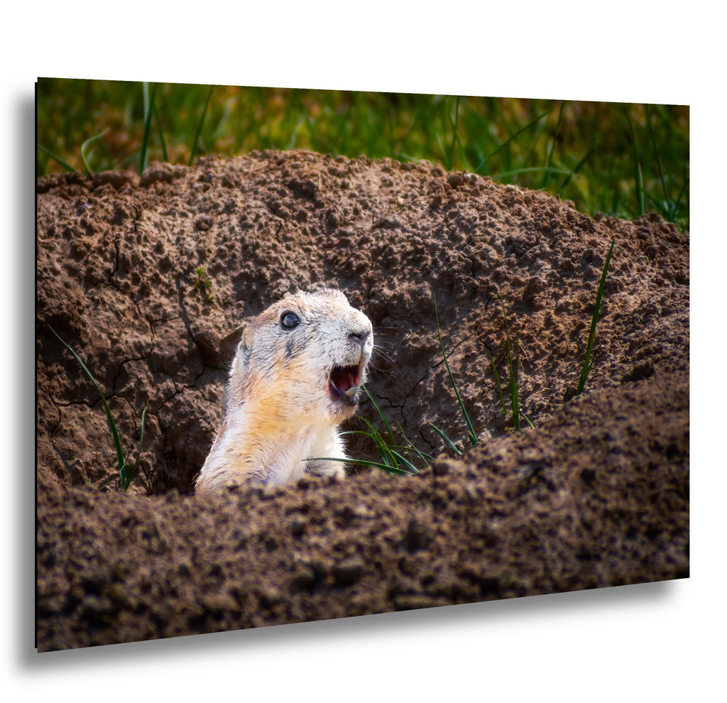 Burrow Scout: Prairie Dog Devils Tower Wyoming Wildlife Photo Wall Art