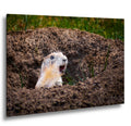Burrow Scout: Prairie Dog Devils Tower Wyoming Wildlife Photo Wall Art