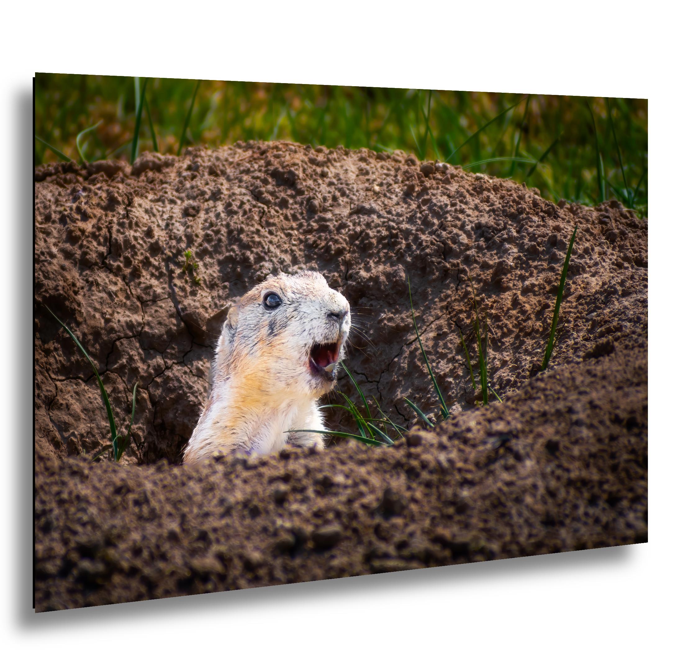 Burrow Scout: Prairie Dog Devils Tower Wyoming Wildlife Photo Wall Art