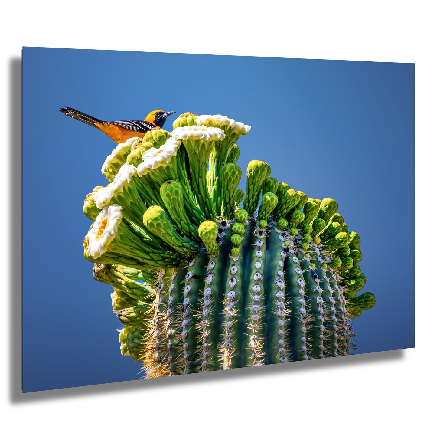Arizona Desert Songbird: Hooded Oriole on Saguaro Cactus Flower Top Wall Art Print Aluminum/Acrylic/Metal/Canvas Bird Nature Photography
