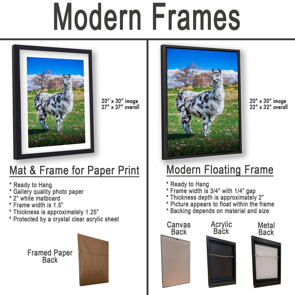 Spotted Llama in Pasture, Tucson Arizona, Photography Print Wall Art
