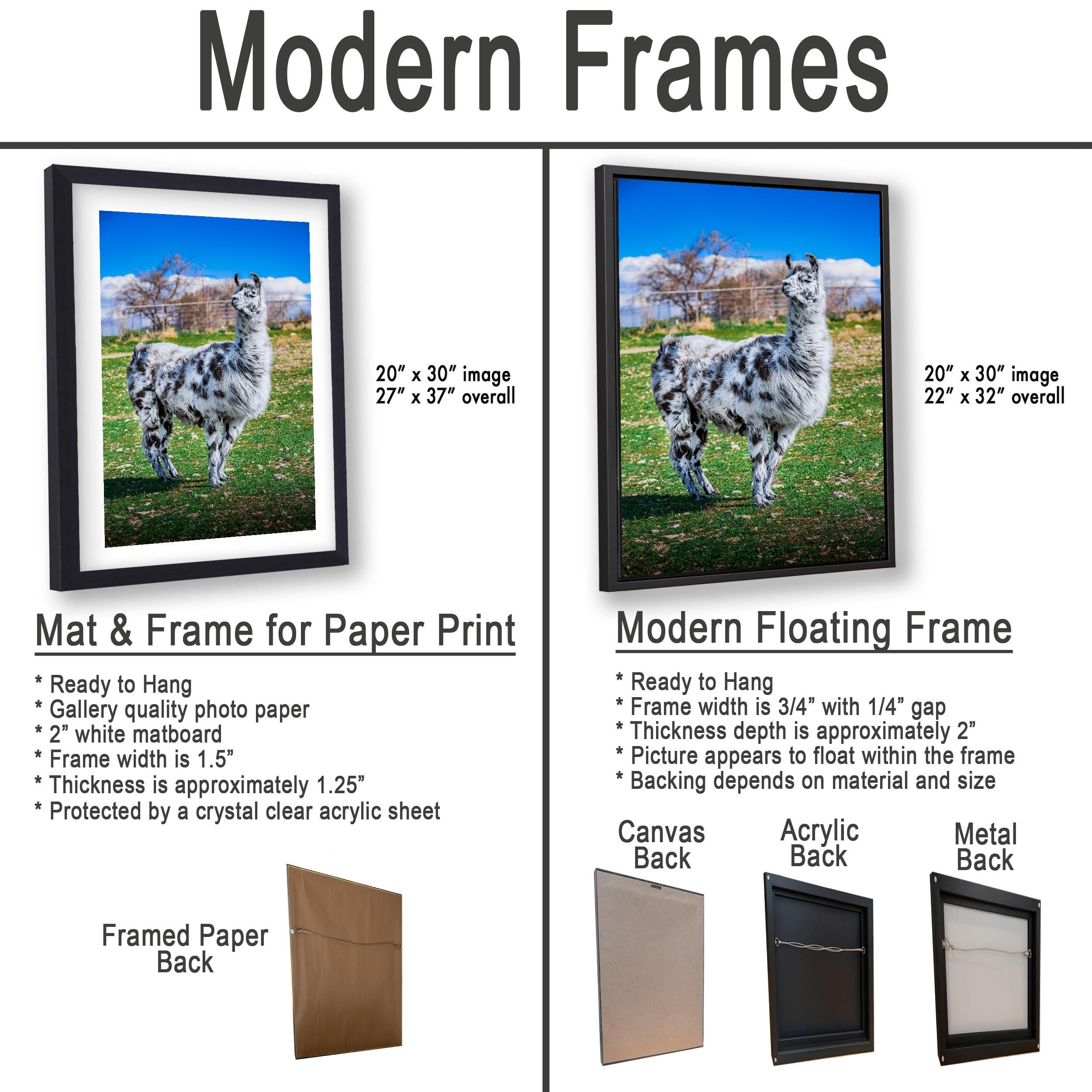 Spotted Llama in Pasture, Tucson Arizona, Photography Print Wall Art