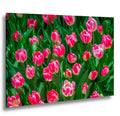Pink Harmony: Pink Tulips Las Vegas Nevada Flower Photography Wall Art