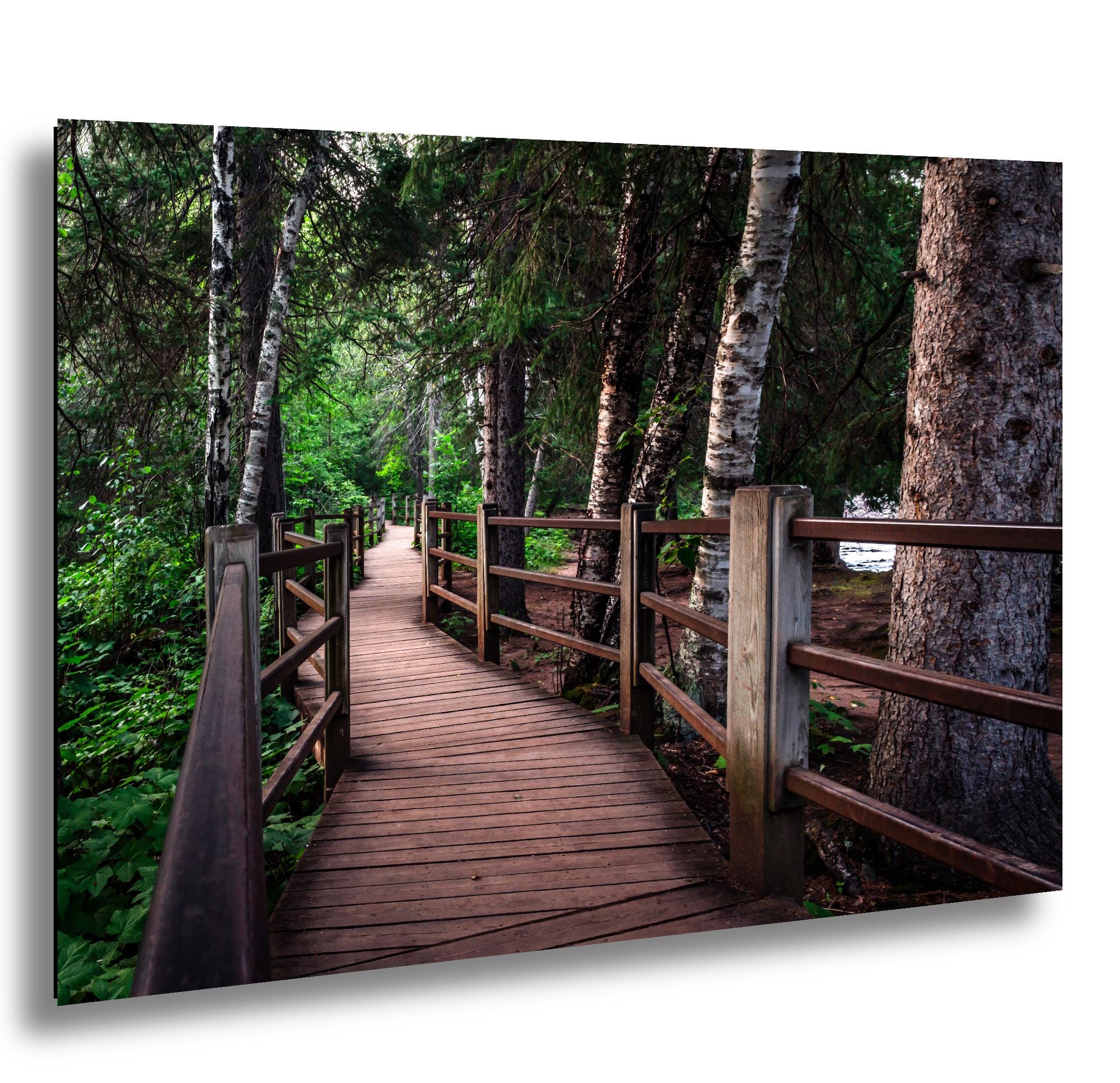 Wooden boardwalk winding through birch and pine forest, Gooseberry Falls State Park, Minnesota.