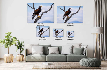 Harris's Hawk Perched: Arizona Desert Wildlife Photography Print