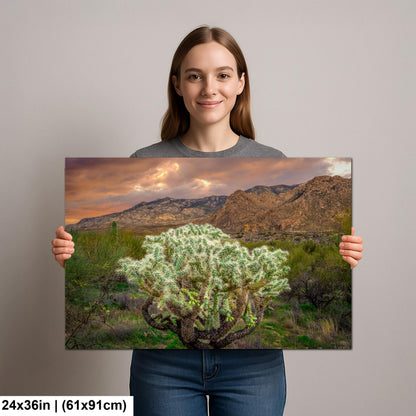 Cholla Cactus at Sunset - Catalina State Park Tucson Arizona Photography Print