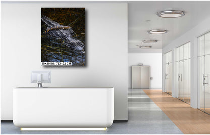 Baby Crock, doo, doo, doo, doo: American Alligator Everglades National Park Florida Print Wall Art Photography Aluminum/Acrylic/Metal/Canvas