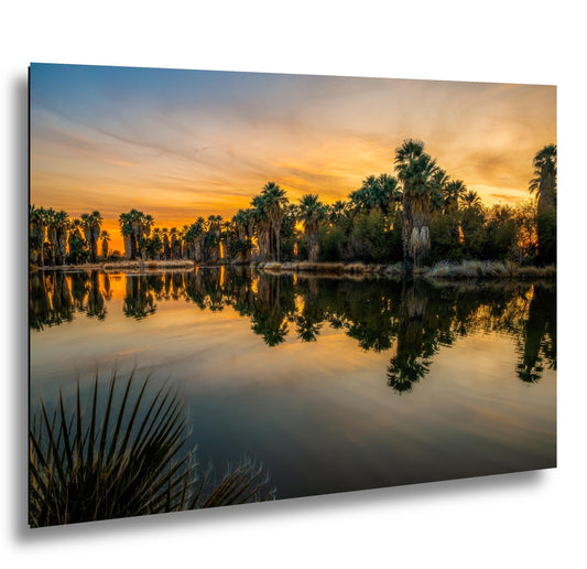 Agua Caliente Park Sunset Palm Oasis Reflection - Tucson Arizona Photography Print