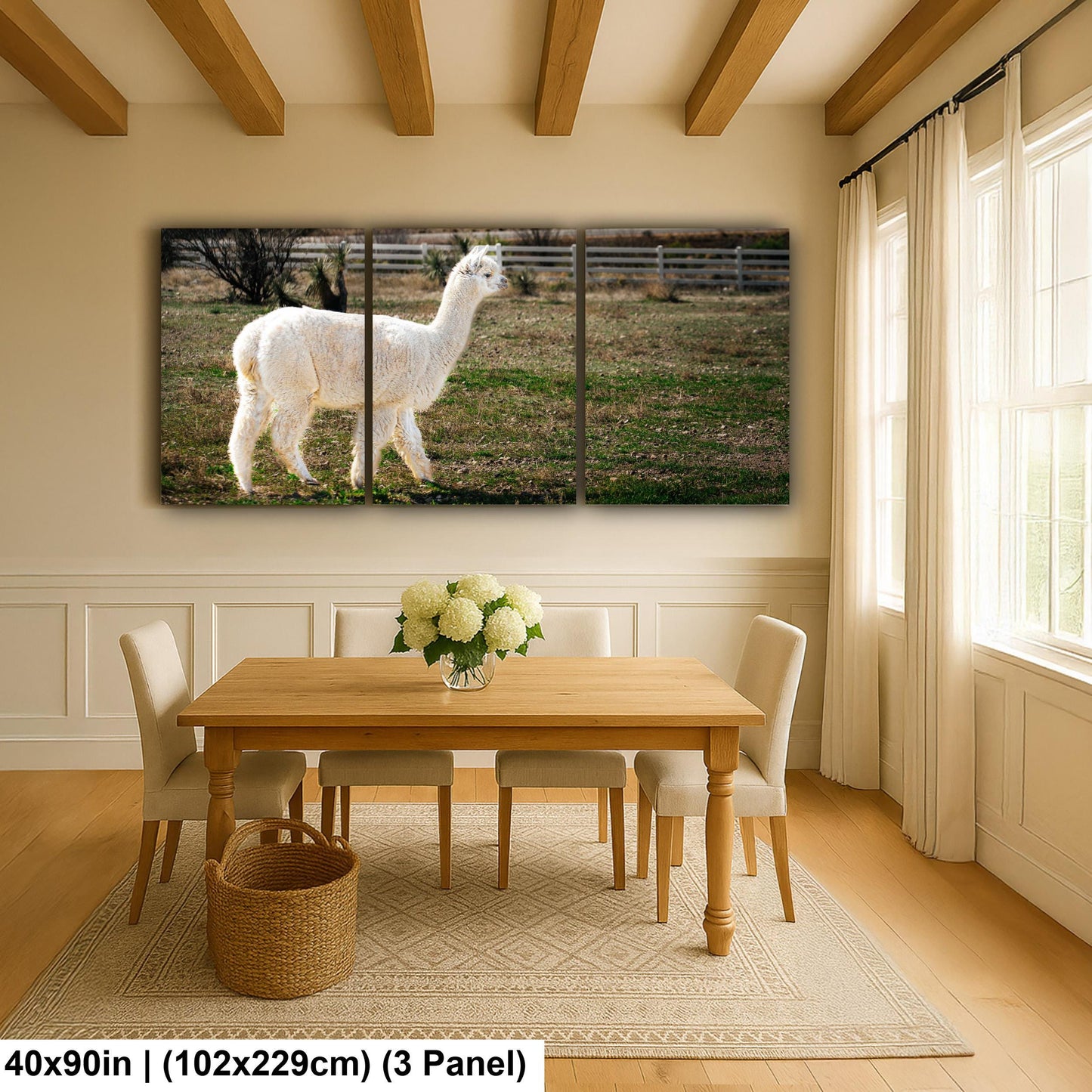 White Alpaca Walking in Pasture - South American Camelid Photography Print