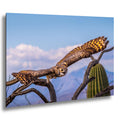 Great horned owl flying low over desert branches with saguaro and distant mountains, Arizona.