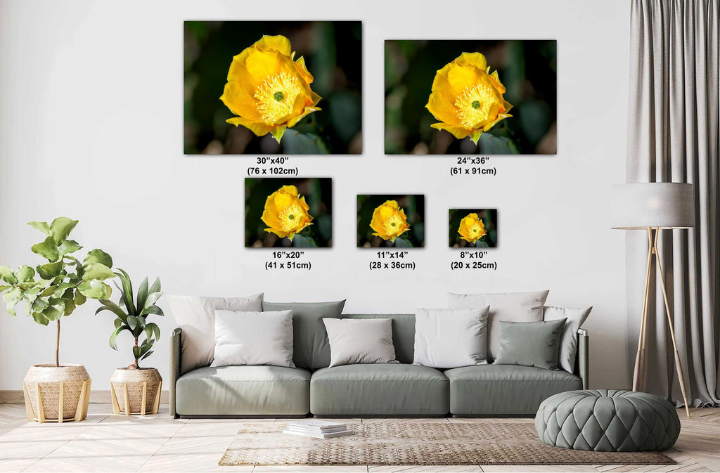 Prickly Pear Cactus Flower Print: Arizona Desert Bloom Photography