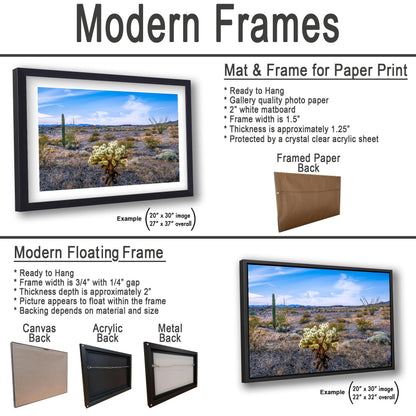 Teddy Bear Cholla in Bloom, Quartzsite Arizona Desert Landscape Photography Print
