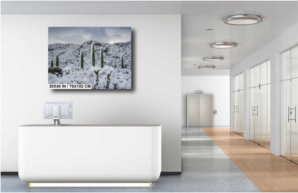 Saguaro National Park Winter Snow Photography Print: Tucson Desert Wall Art