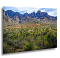 Catalina State Park Saguaros with Rocky Mountain Peaks - Tucson Arizona Sonoran Desert Photography Print