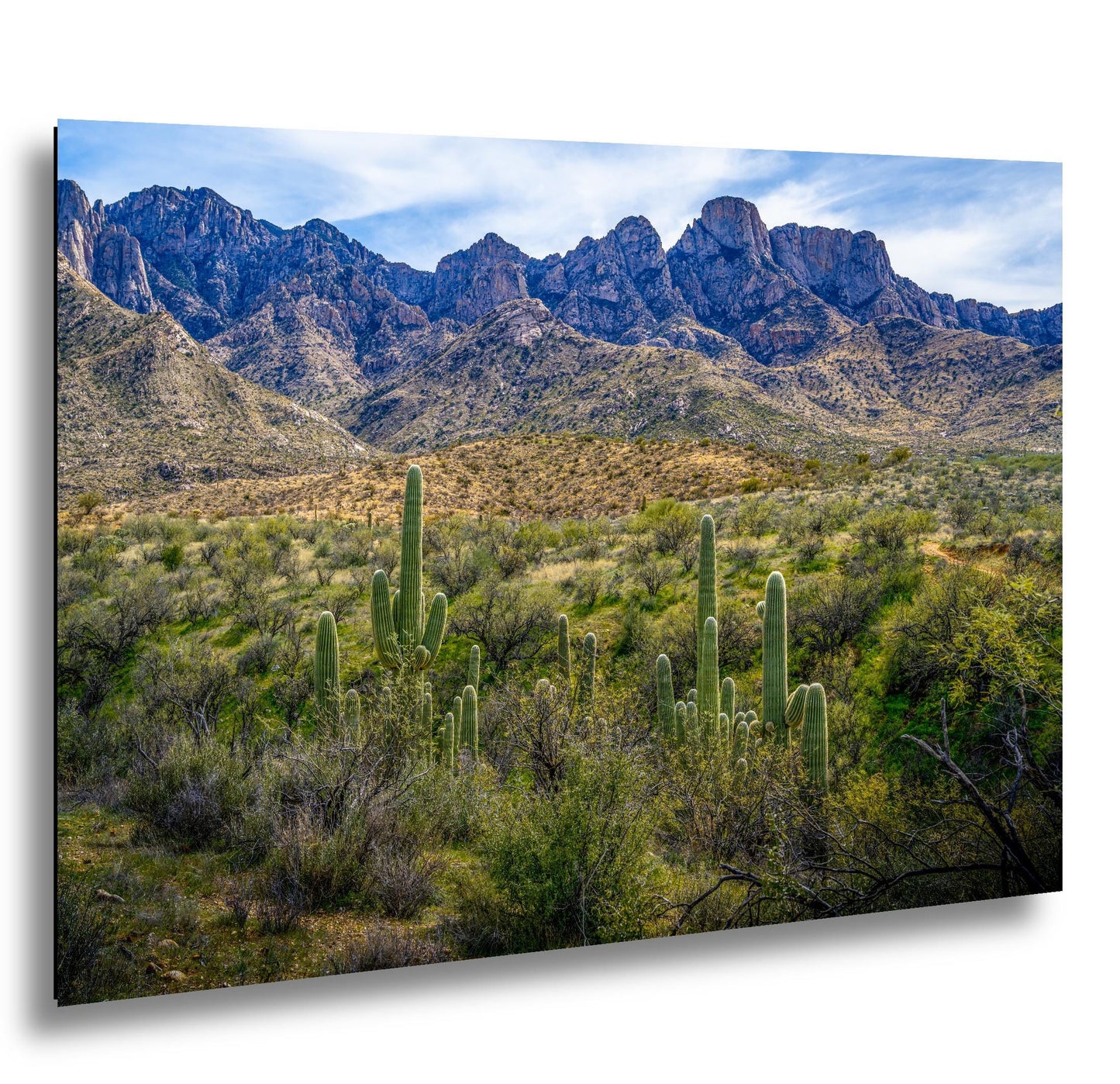 Catalina State Park Saguaros with Rocky Mountain Peaks - Tucson Arizona Sonoran Desert Photography Print