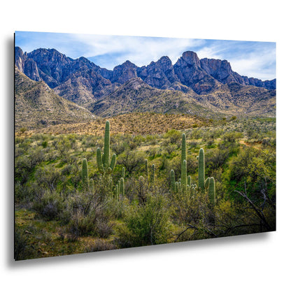 Catalina State Park Saguaros with Rocky Mountain Peaks - Tucson Arizona Sonoran Desert Photography Print