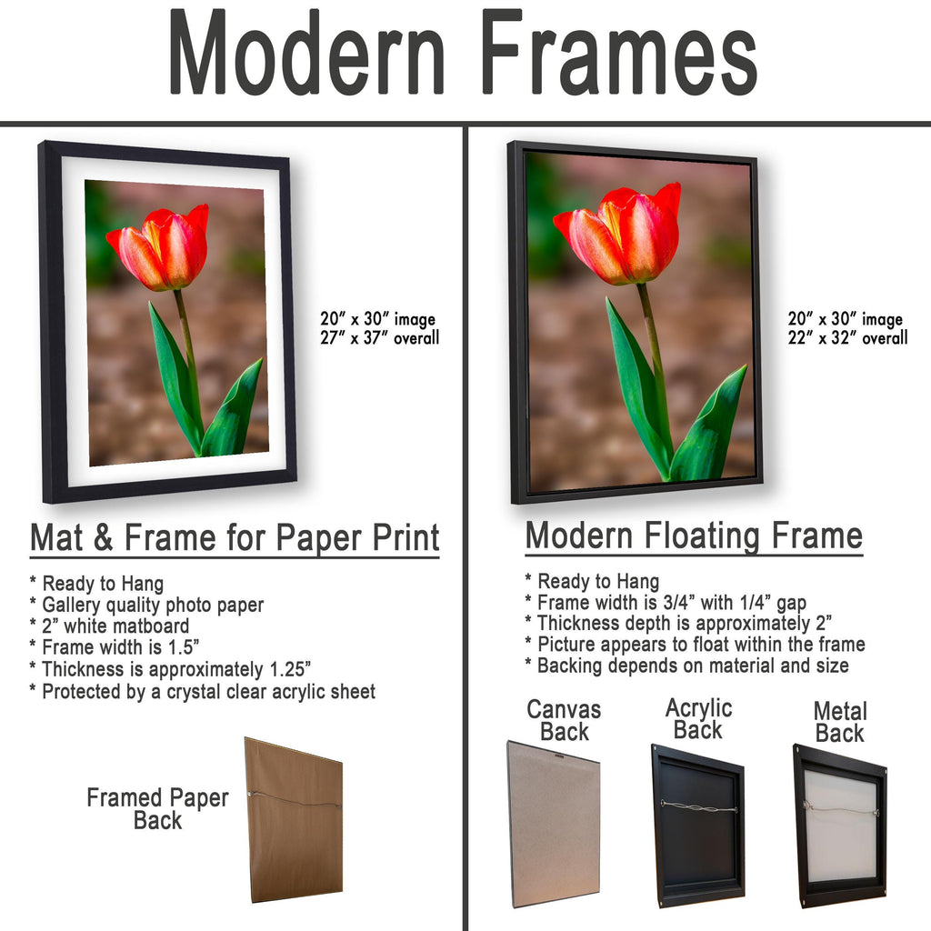 Scarlet Elegance: Red Tulip Flower Botanical Photography Wall Art