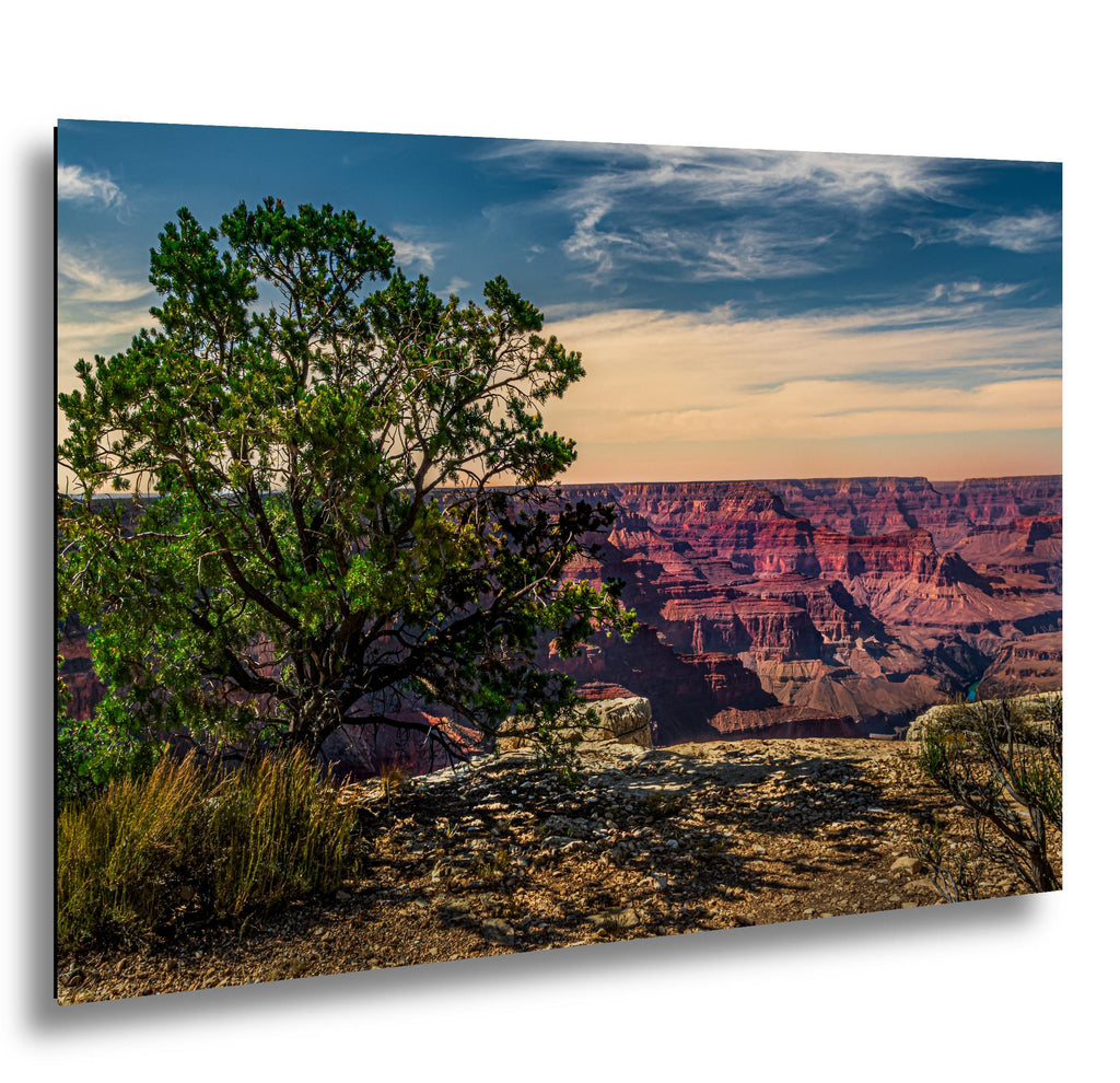Juniper Tree Overlooking Grand Canyon, South Rim Arizona Wall Art, Canyon Landscape Photography Print