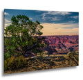 Juniper Tree Overlooking Grand Canyon, South Rim Arizona Wall Art, Canyon Landscape Photography Print