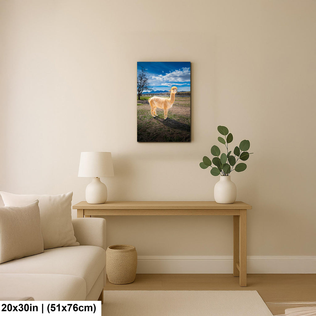 Alpaca Portrait in Mountain Pasture - Benson Arizona Photography Print
