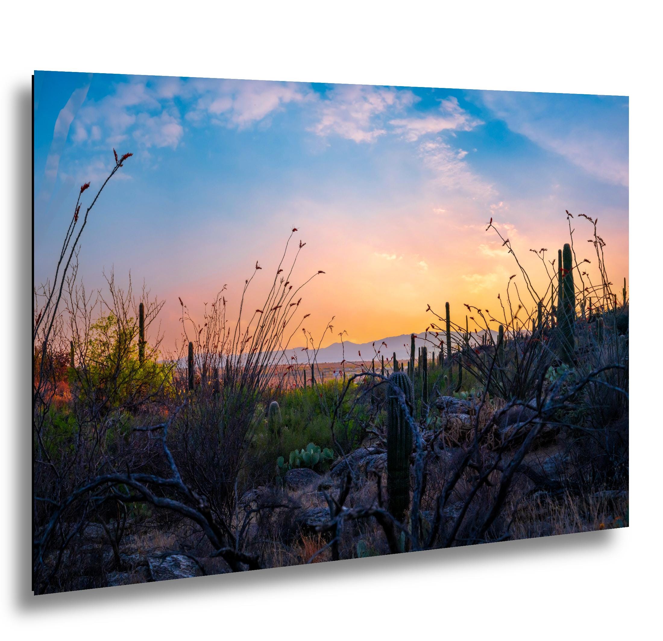 Sonoran Desert Sunset with Saguaros and Ocotillo - Saguaro National Park East Tucson Photography Print