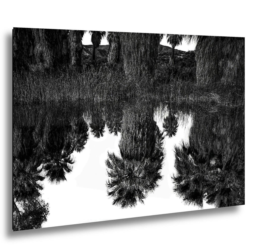 Palm Reflections: Coachella Valley Preserve CA Black White Photo Wall Art