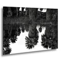 Palm Reflections: Coachella Valley Preserve CA Black White Photo Wall Art