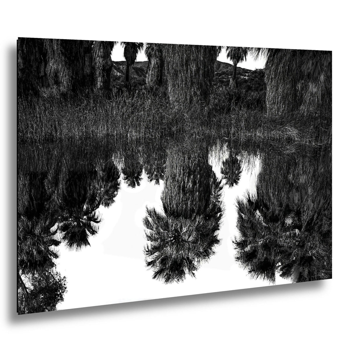 Palm Reflections: Coachella Valley Preserve CA Black White Photo Wall Art