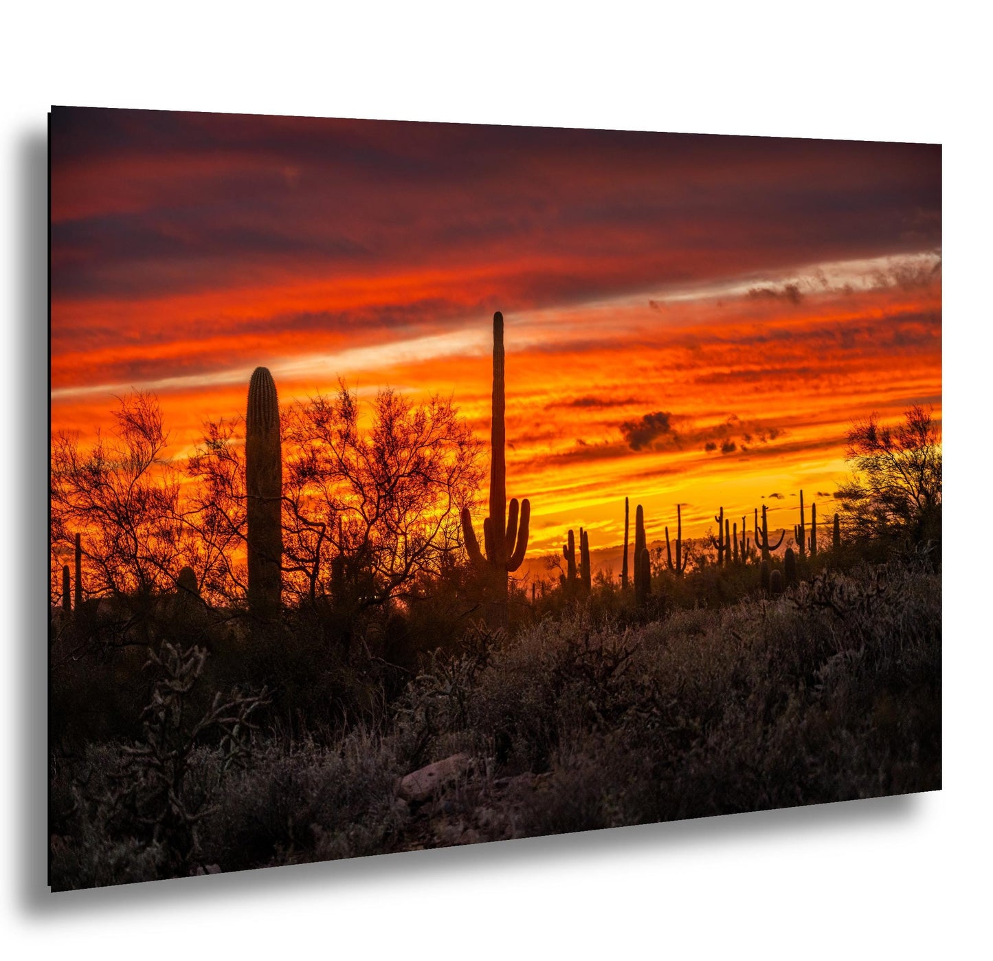 Gold Canyon Sunset Silhouettes, Hieroglyphic Trail Arizona Saguaro Cactus Desert Wall Art