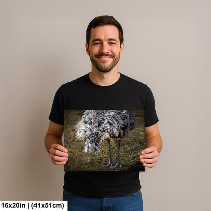 Emu Wildlife Portrait with Textured Feathers - Benson Arizona Photography Print