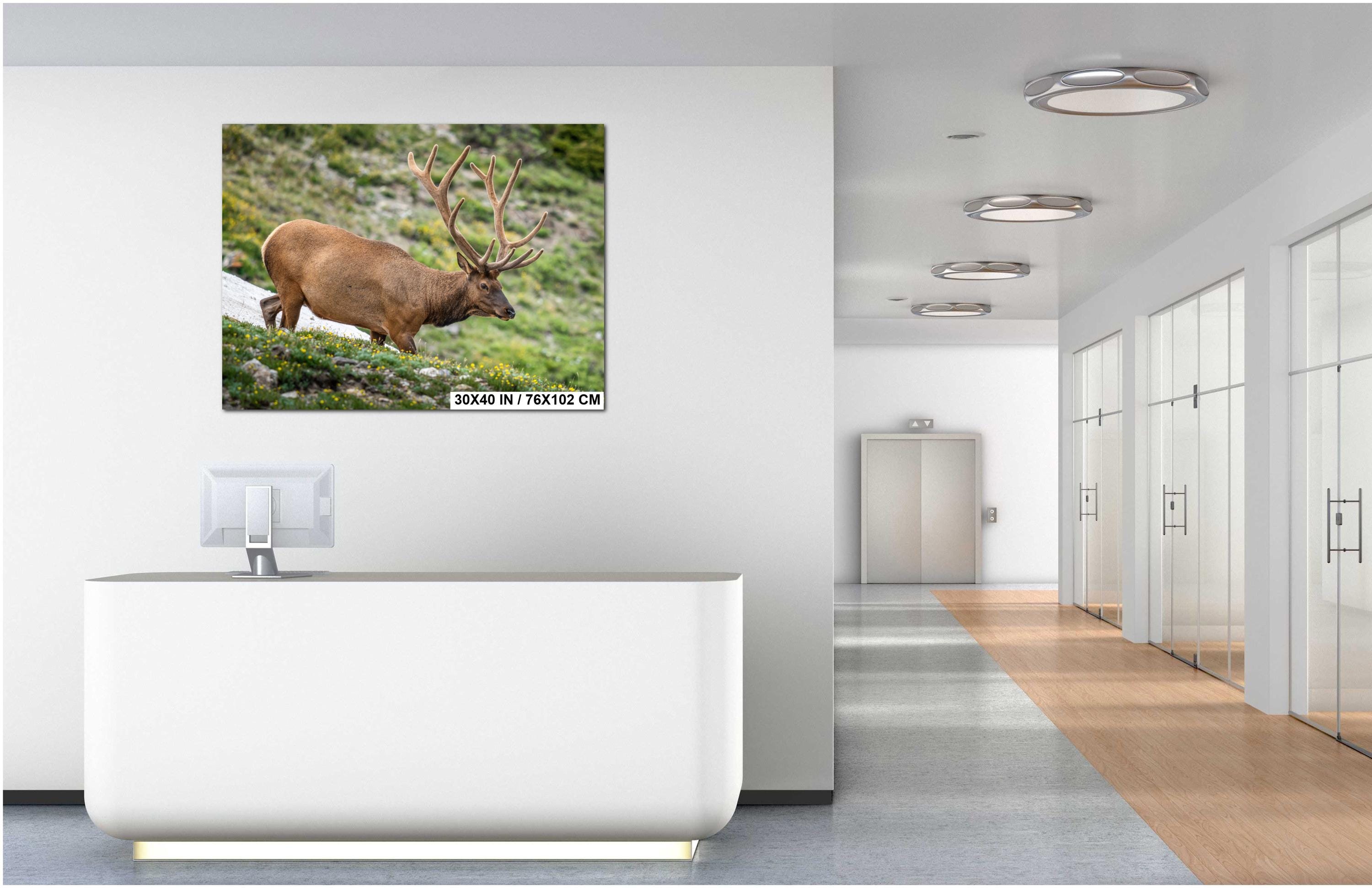 Rocky Mountain National Park Bull Elk in Alpine Wildflowers, Wildlife Wall Art Photography Print, Colorado Mountain Metal Canvas Decor