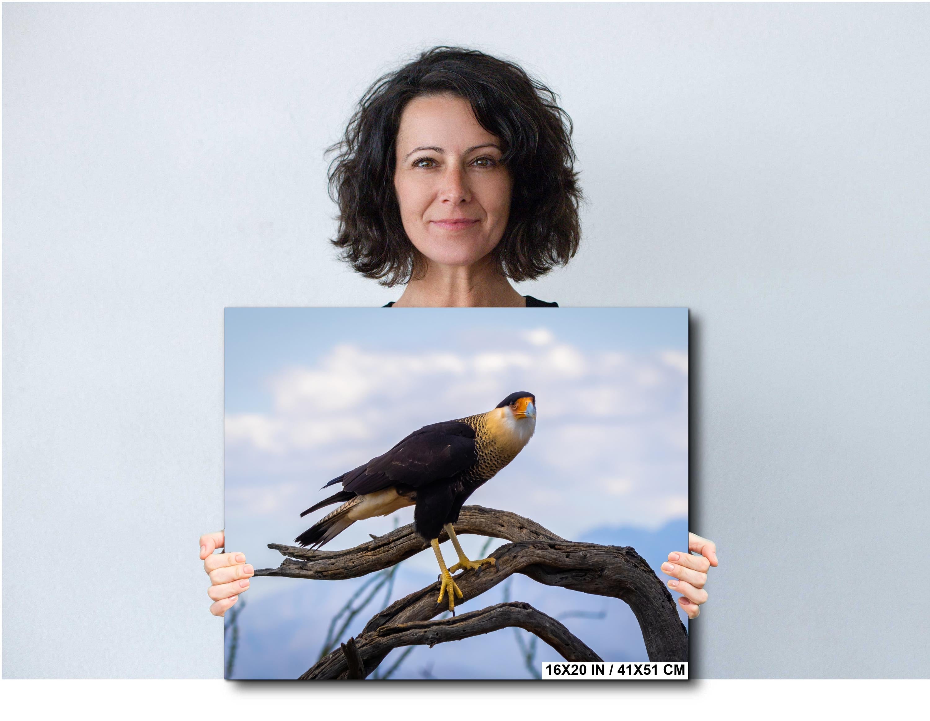 Crested Caracara Fine Art Print: Arizona Desert Wildlife Photography