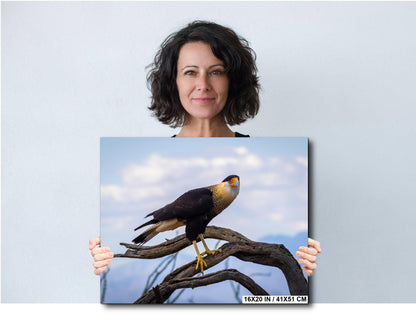 Crested Caracara Fine Art Print: Arizona Desert Wildlife Photography