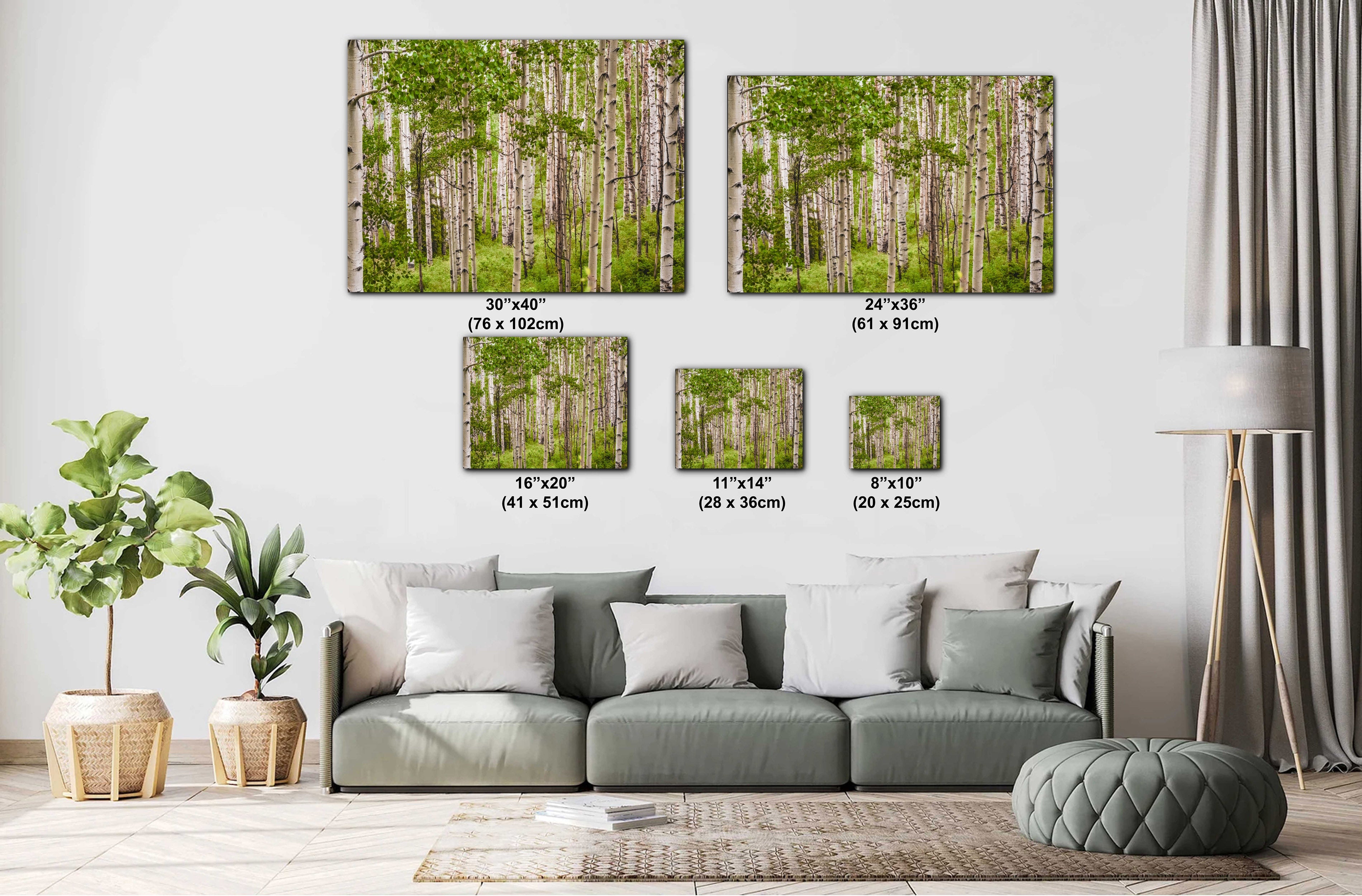 San Juan Mountains Aspen Forest Print: Telluride Colorado Landscape