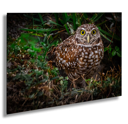 Burrowing Owl’s Grace on the Ground – Cape Coral’s Most Adorable Resident The Americas Print Wall Art Photography Aluminum/Metal/Canvas