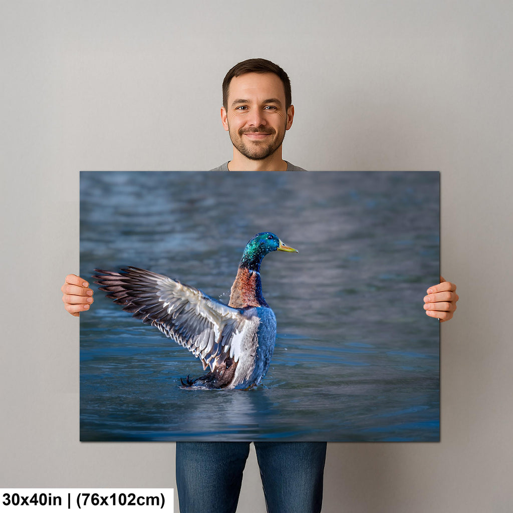 Winged Display: Mallard Duck Tucson Arizona Photography Wall Art