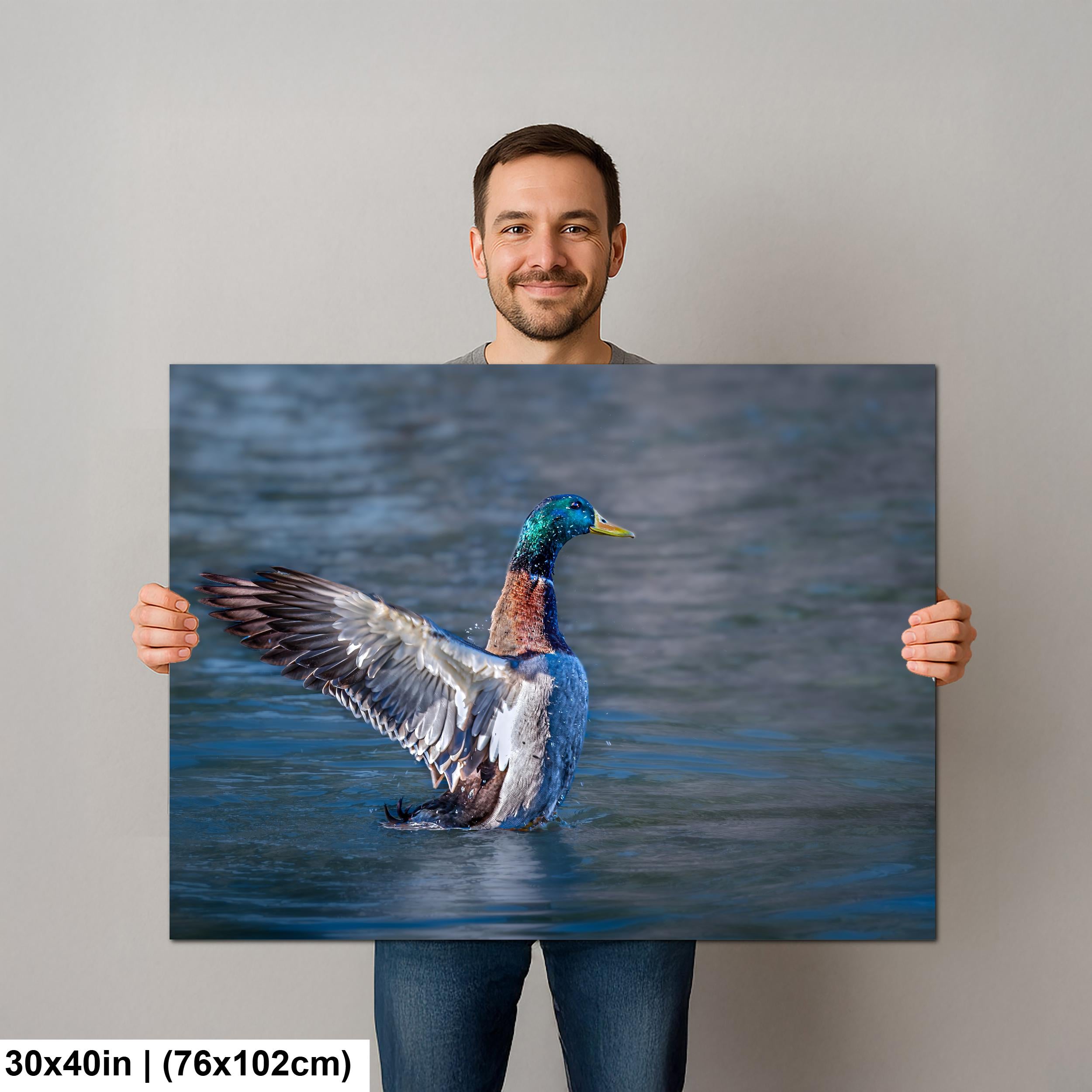 Winged Display: Mallard Duck Tucson Arizona Photography Wall Art