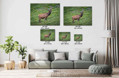 Bull Elk in Alpine Wildflowers Rocky Mountain National Park Colorado Photo Print, Wildlife Nature Wall Art Home Decor Aluminum/Metal/Canvas
