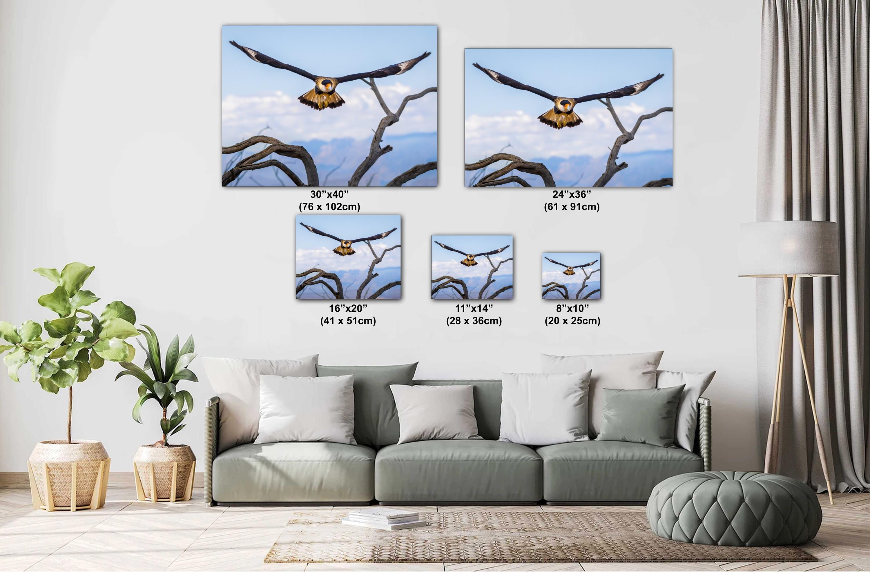 Crested Caracara in Flight: Arizona Desert Wildlife Photography Print