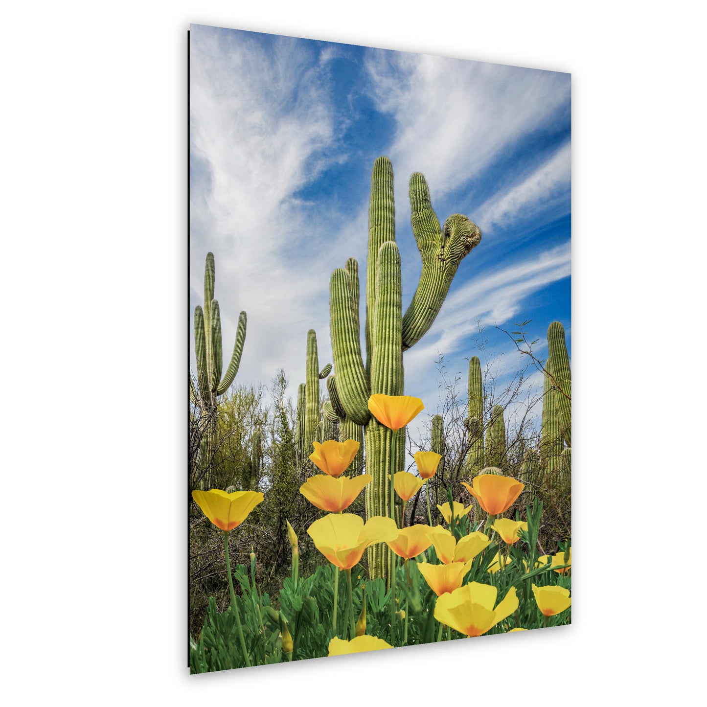 Mexican Gold Poppies Beneath Saguaros - Catalina State Park Tucson Arizona Photography Print