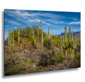 Sonoran Desert Hillside with Saguaros - Catalina State Park Tucson Arizona Photography Print