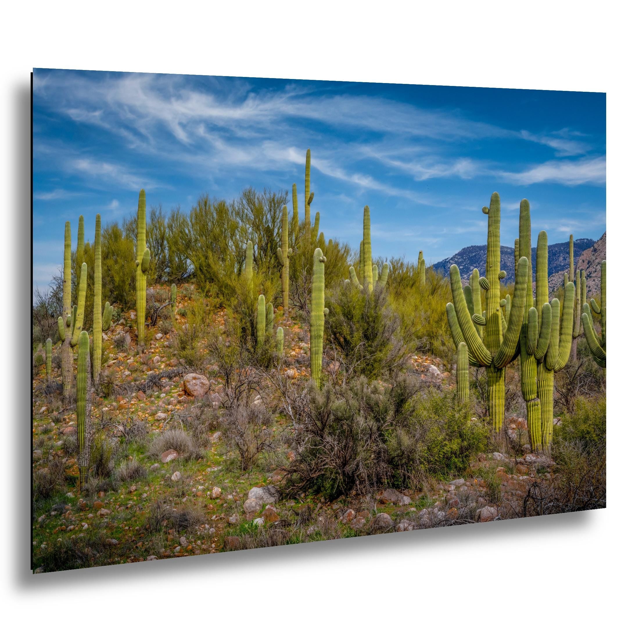 Sonoran Desert Hillside with Saguaros - Catalina State Park Tucson Arizona Photography Print