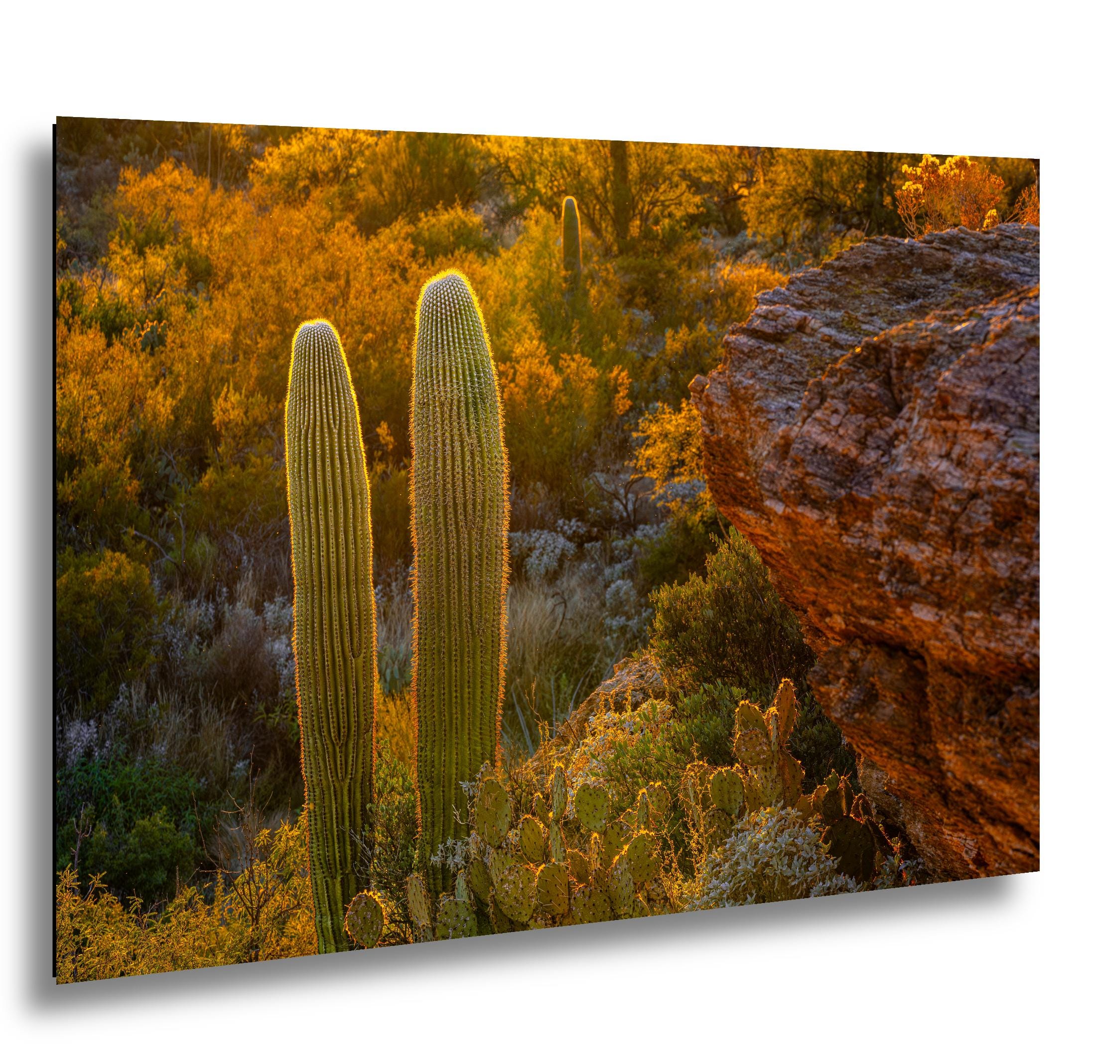 Golden Hour Saguaros Beside Desert Rock Formation Tucson Arizona Photography Print
