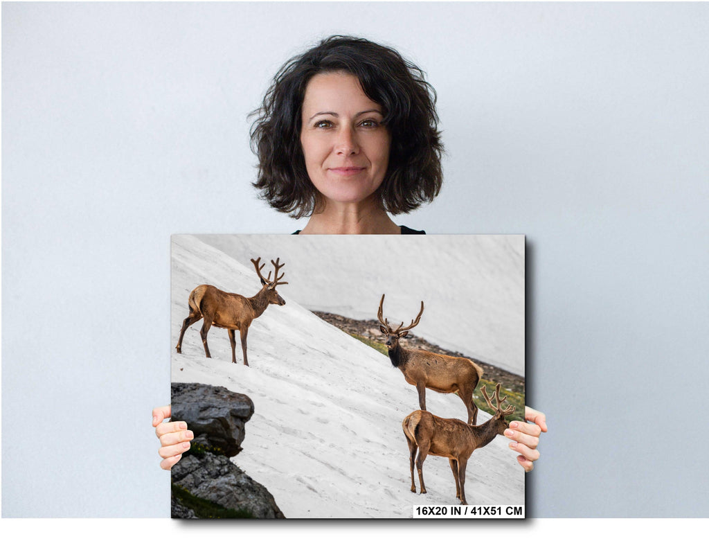 Bull Elk Trio on Summer Snow Rocky Mountain National Park Colorado Photo Print, Alpine Wildlife Wall Art Home Decor, Animal Photography