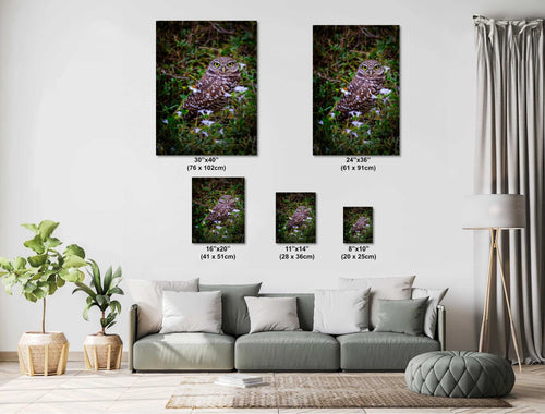 Burrowing Owl in the Wild – A Florida Treasure in Cape Coral Print The Americas Wall Art Photography Aluminum/Acrylic/Metal/Canvas