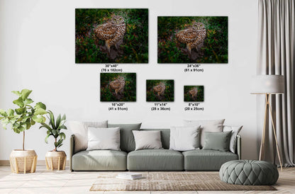 Burrowing Owl with Unblinking Eyes in Cape Coral’s Green Haven The Americas Print Wall Art Photography Aluminum/Acrylic/Metal/Canvas