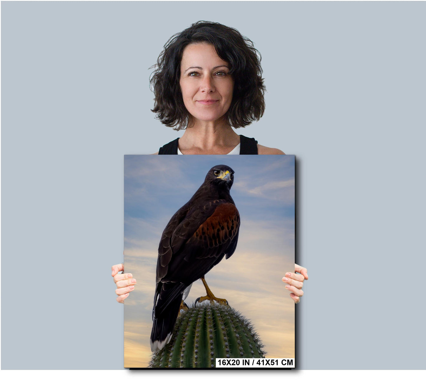 Harris's Hawk Sunset Print: Arizona Desert Bird Photography, Saguaro Cactus Wall Art