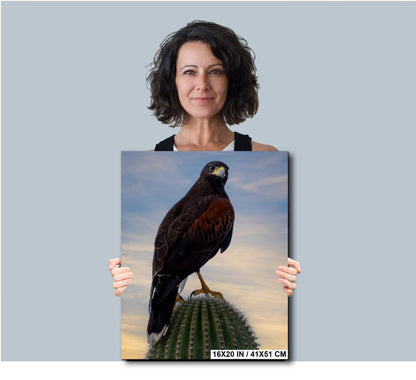 Harris's Hawk Sunset Print: Arizona Desert Bird Photography, Saguaro Cactus Wall Art